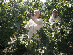Giresunlu fındık bahçesinde