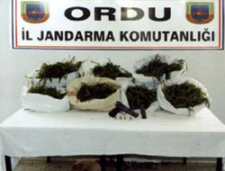Ordu'da uyuşturucu operasyonu