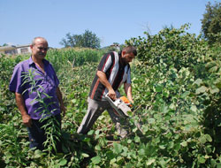 Kafası kızan fındıkçı bahçesini yaktı