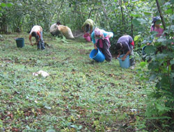 En yüksek işçisi ödemesi Ordu'da