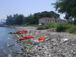 Geminin batması onların işine yaradı