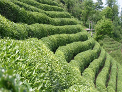 Çay bahçeleri yenilenmeli