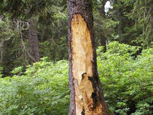 Çam ağaçlarına çıra katliamı