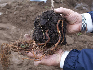 Organik tarım gereklilik olarak görülmeli