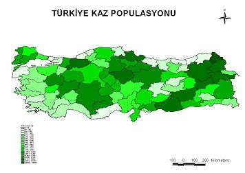 Gül Düşün;Kaz Olmak