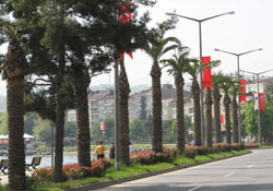 Karadeniz belediyelerine palmiye tepkisi