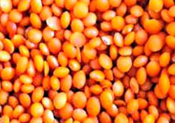 Zam şampiyonu " mercimek"