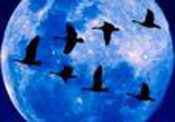 Kazlar ve insanlar...