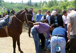 Yarışta at tepince hastanelik oldu