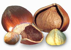 28 yılda fındıkta 19 milyar dolar gelir elde edildi