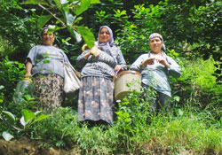 Tarım sigortası yaptırdınız mı ?