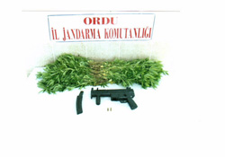 Perşembe de kenevir operasyonu