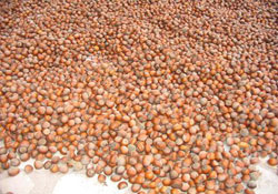 Fındık ihracatçılarına tepki