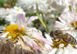 Arıcılar da dert bitmiyor