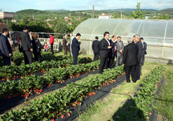 Düzce' de fındık yerine çilek