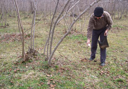 Zirai ilaç yasağı uygulanmıyor
