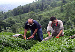 Çay fiyatı üreticiyi memnun etmedi