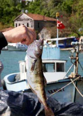 Markamız; Mersin kaya mezgiti