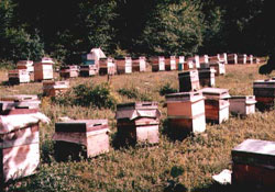 Fındık ilacı arıları öldürüyor