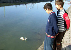 Aç kuğuları çocuklar doyuruyor