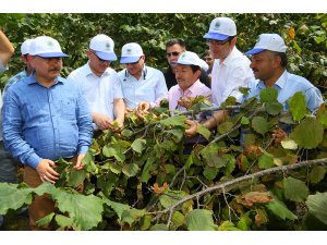 Resmi Fındık Sezonu Açıldı...