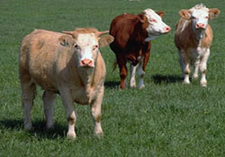 Giresun da 45 bin hayvan aşılandı