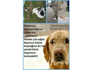 Nevzat Akata:Kankalarıma Kıymayın !