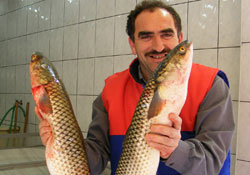 Karadeniz'de rus kefali bolluğu