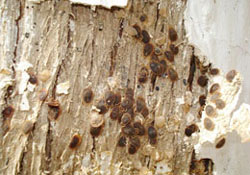 Ordu Tarım İl Md.den kene açıklaması