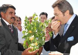 Tarım üretiminde sözleşmeli dönem