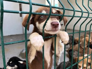 654 PATİ SAHİPLENİLDİ