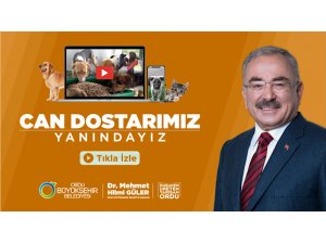 OBB'den Sokak Beslemelerine Devam