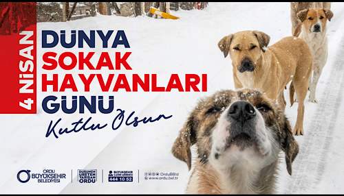 Sokak Hayvanları Günü Kutlu Olsun