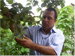 2008 yılı ürünü fındık rekoltesi