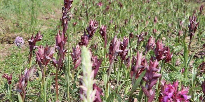 2023 YILININ İLK SALEP HASADI ÜNYE İLÇESİNDE YAPILDI