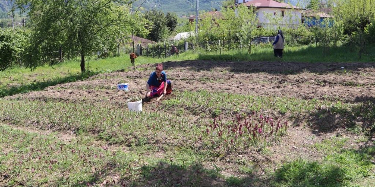 2023 YILININ İLK SALEP HASADI ÜNYE İLÇESİNDE YAPILDI