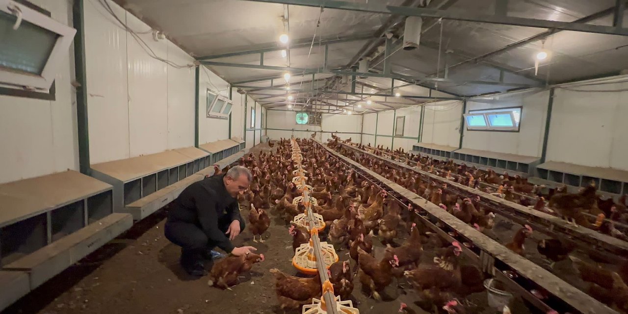 Lider Ünye' de, kapalı sistem kafes yumurtacılığı yapan 7 işletmede 50.800 adet canlı tavuk var