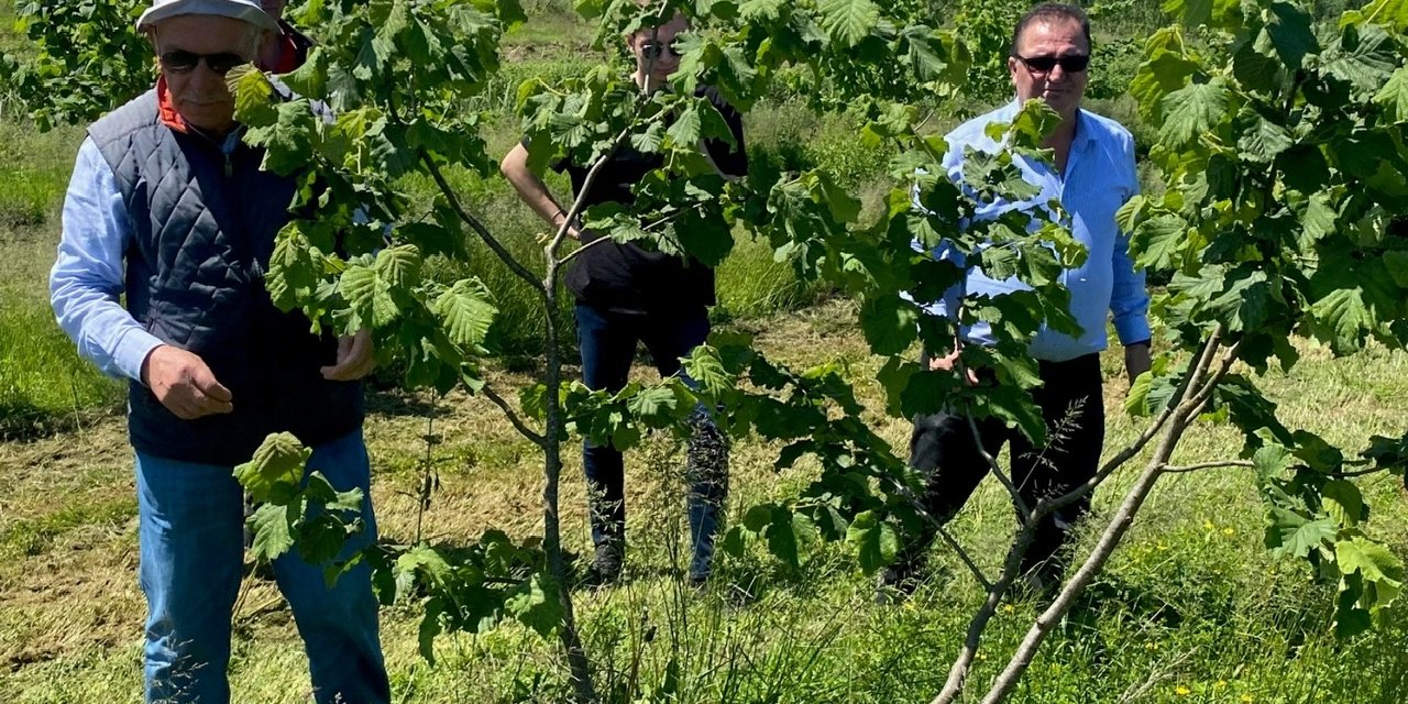 ŞAHİN İLE ARSLANTÜRK, REKOLTE TESPİTİ İÇİN BAHÇELERDE…