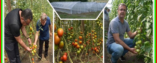 2014 yılında 182 dekar olan örtüaltı alanımız, % 80 artarak bu gün itibariyle 328 dekara ulaştı