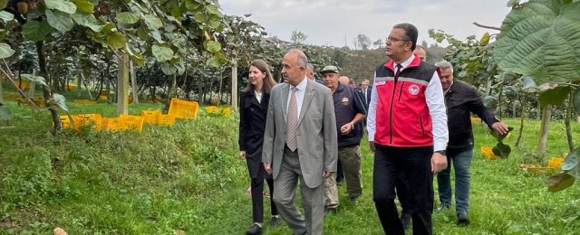 17 dönümlük alanda 25 ton civarında kivi üretimi yapıldı