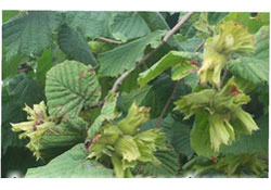 Fındık ihracatında ilk 20 isim