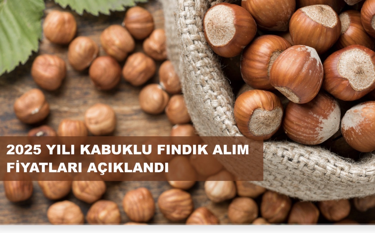 TMO FINDIK ALIMLARINA 25 AĞUSTOS’TA( BU GÜN) BAŞLIYOR