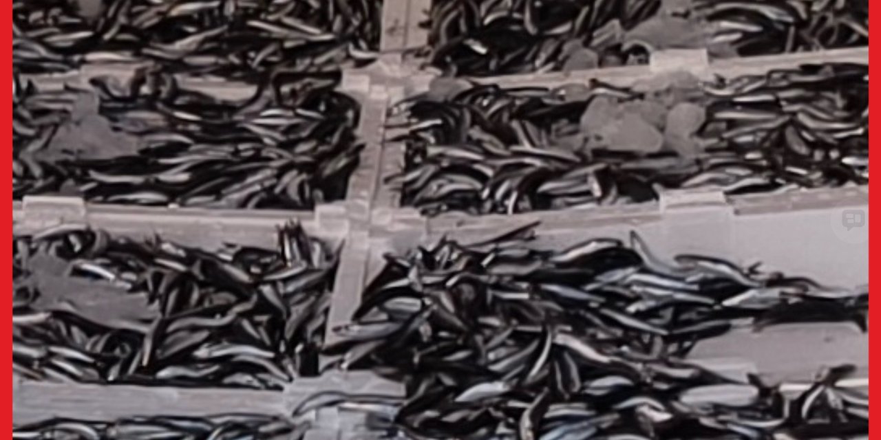 ORDU TARIM İL MÜDÜRÜ,LA ARKADAŞ BU BALIKLAR SERÇE PARMAGIMDAN BILE KÜÇÜKYA YAHU!...