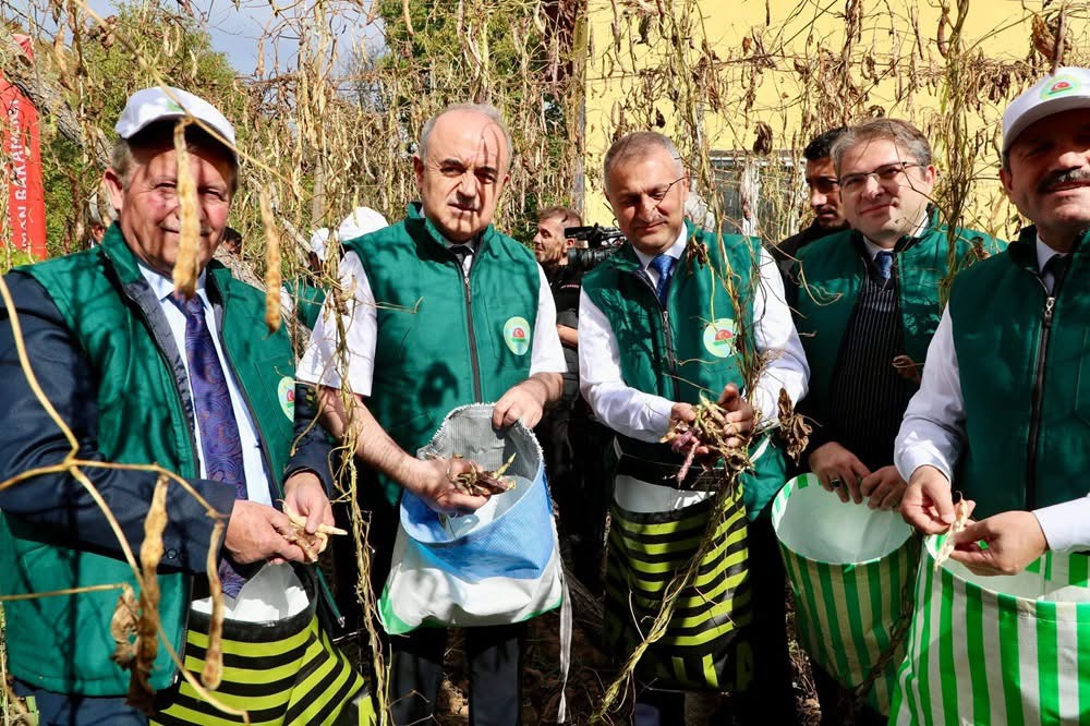VALİ EROL, AKKUŞ İLÇEMİZDE ŞEKER FASULYESİ HASAT TÖRENİNE KATILDI