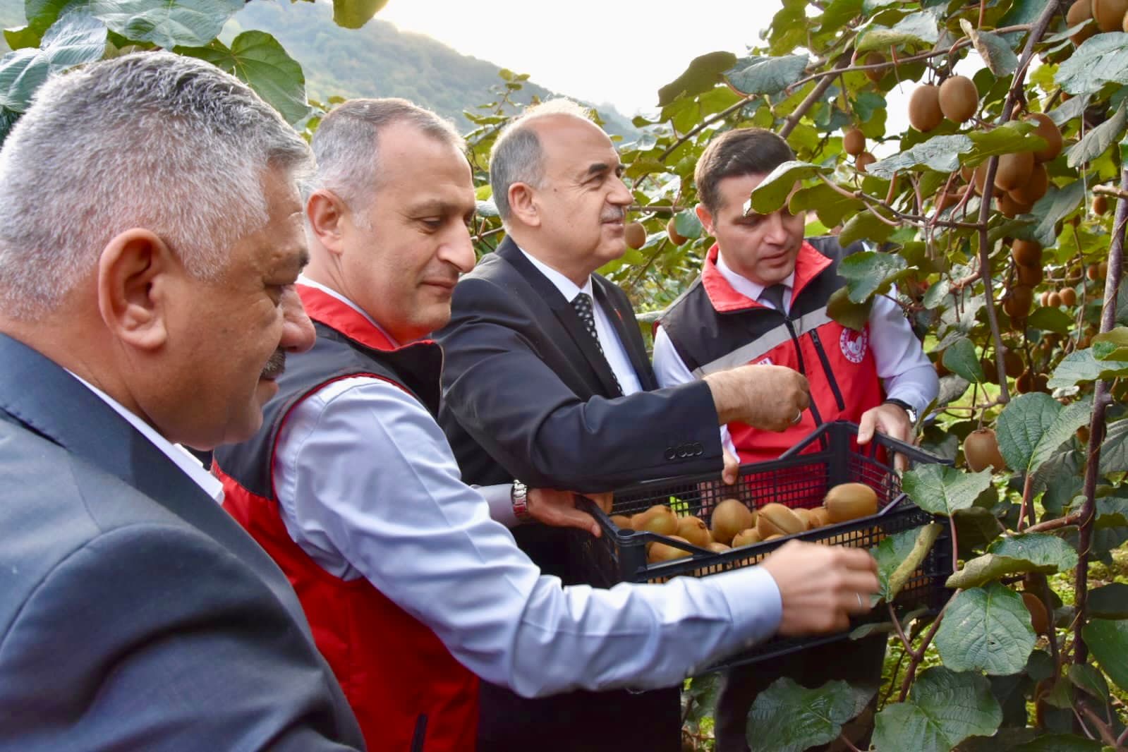 VALİ  EROL, GÜLYALI İLÇEMİZİN TURNASUYU MAHALLESİNDE YAPILAN KİVİ HASADINA KATILDI