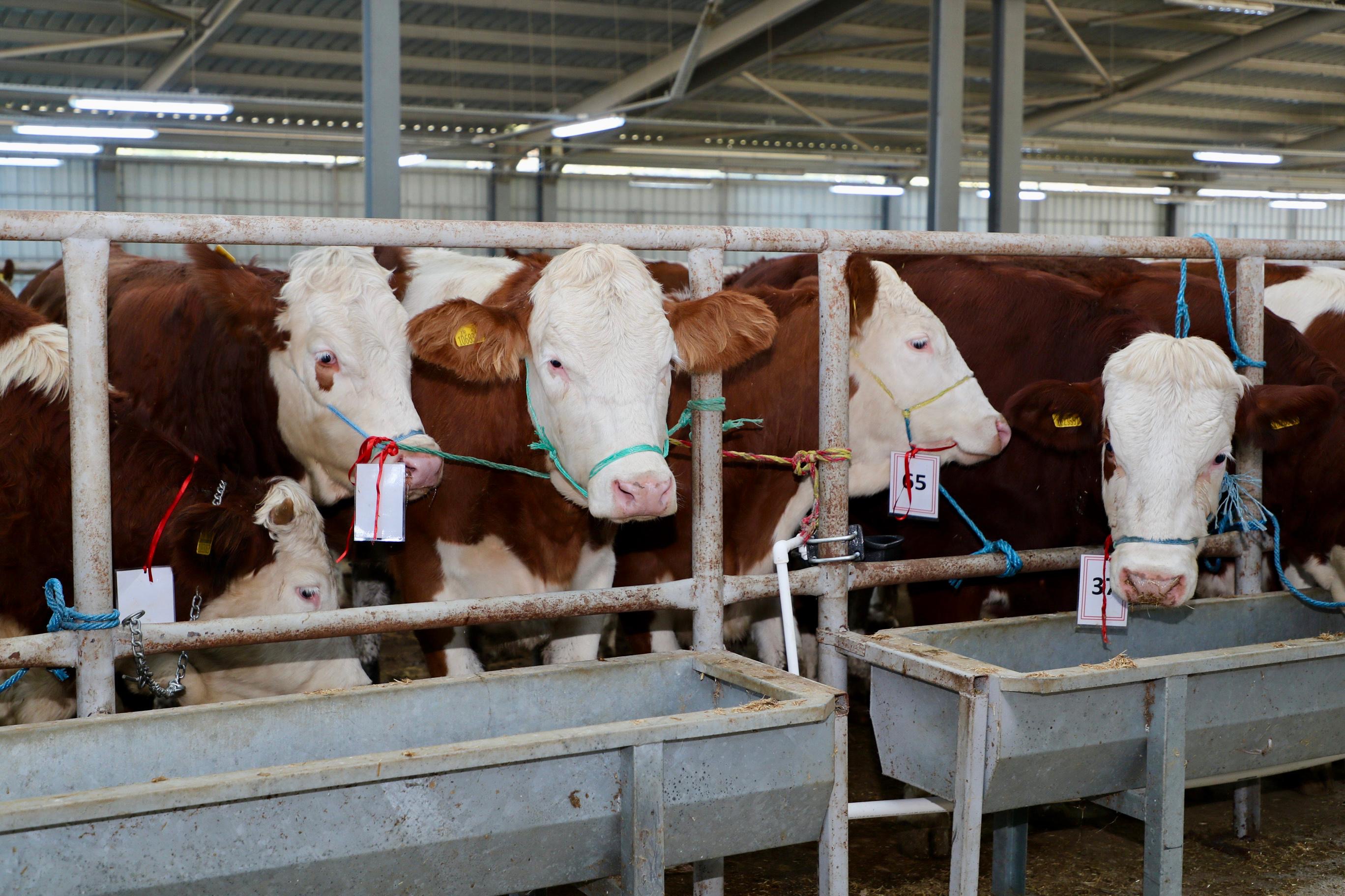 BOLAMAN NEHRİ HAVZASI REHABİLİTASYON PROJESİ KAPSAMINDA GEBE SİMENTAL DÜVE DAĞITIM YAPILDI