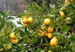 Ekşi limonun tatlı faydaları