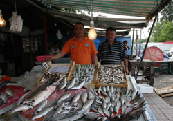 Karadeniz balıkçılarının yüzü gülüyor