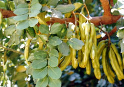 Gizli eczane keçiboynuzu