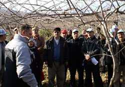 Dersimiz "kivi budama"